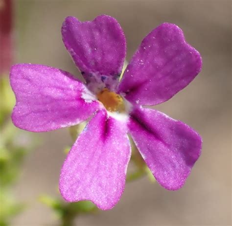 Jamesbrittenia Tenuifolia From Goukamma Nature Reserve Garden Route