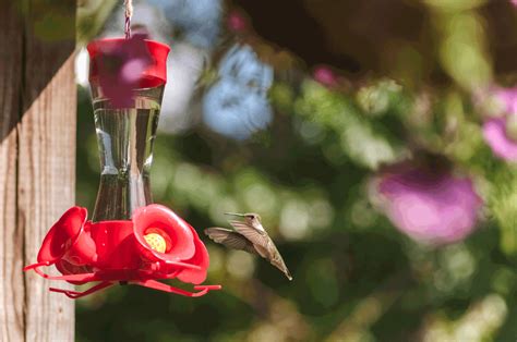 Sugar Water Bird Feeder Mandyscharms