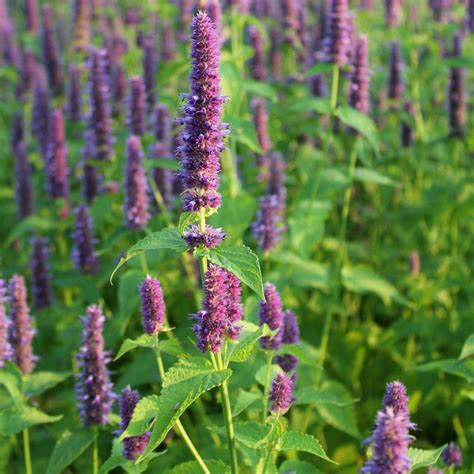 Anise Hyssop Seeds The Seed Collection