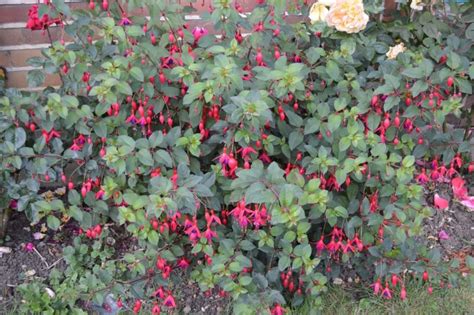 Fuchsia Responds Magically To Pruning, But Only If Done Correctly ...