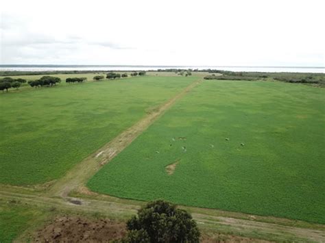 Cardin Campos Ofrece En Venta 890 Ha Campo Mixto Con 300 Ha Aptitud