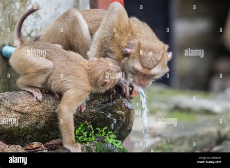 Group Of Monkey Drinking Water From Blue Pipe Stock Photo Alamy