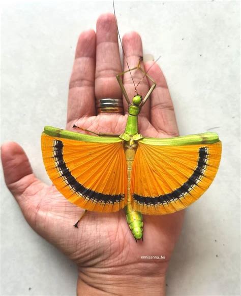 🔥 Gorgeous Stick Insect Ballerina With Wings Spread Out By Ennisana