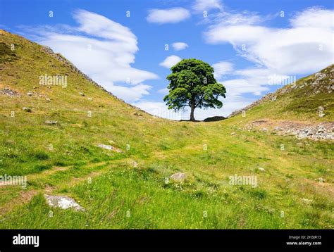 The Sycamore Gap Tree or Robin Hood Tree is a sycamore tree standing ...