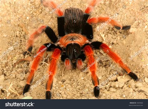 Mexican Fireleg Tarantula Brachypelma Boehmei Stock Photo 3404560