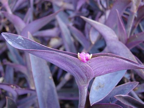 Tradescantia Pallida Ou Mis Re Pourpre Bouture Entretien Et Arrosage