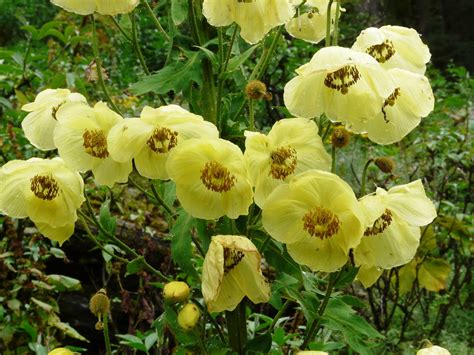 Kopi N Pes Bunga Popi Nepal Meconopsis Autumnalis