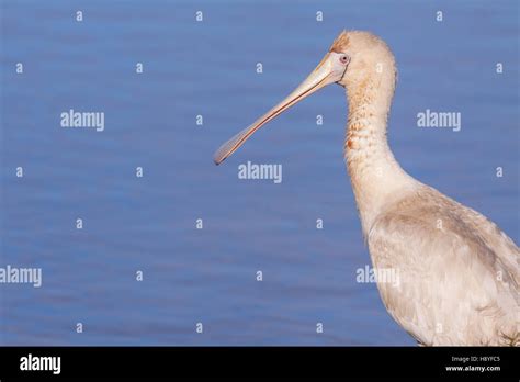 Portrait Of A Yellow Billed Spoonbill Platalea Regia At Herdsman Lake