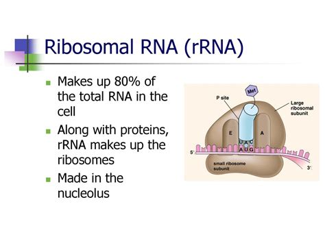 Compared To Dna And Types Ppt Download