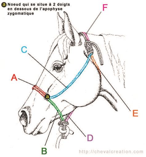 Licol Choix Et Mesures Cheval Cr Ation