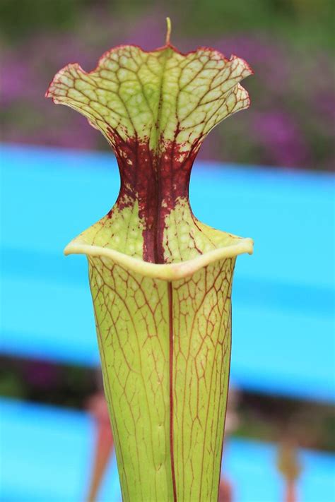 C Mo Cuidar Las Plantas Dormidas En Invierno Mi Diario De Campo