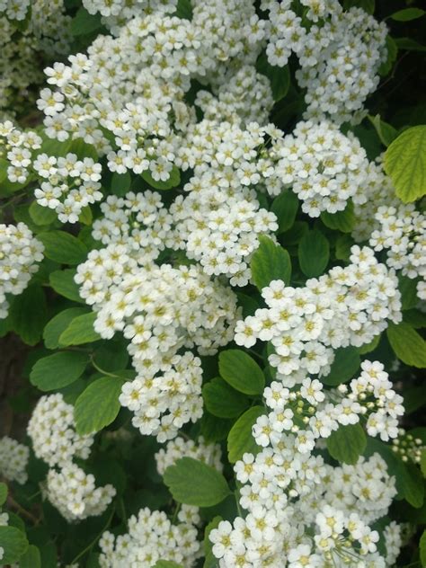 Japanese Spirea Bloom - SEMS GARDEN