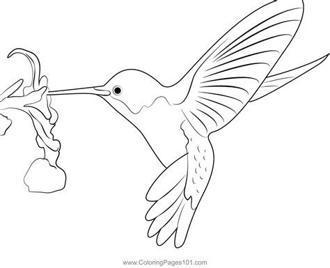 Hummingbird Coloring Page for Kids - Free Swifts and Hummingbirds Printable Coloring Pages ...