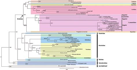 Phylogenetic Tree Inferred From Nucleotide Sequences Of 13 Pcgs Of Download Scientific Diagram