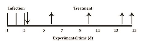 Schematic Of The Experimental Timeline Used To Establish The Cervicitis