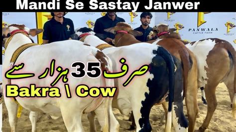 Sirf Hazar Se Qurbani Ka Janwer Mid Upper Range Qurbani