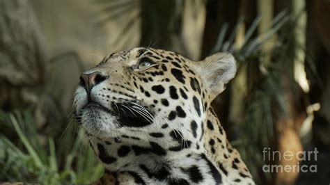 The Jaguars Gaze Photograph By Msvrvisual Rawshutterbug Pixels