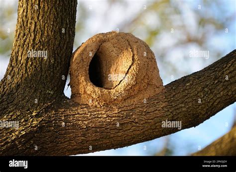 Rufous Hornero (Furnarius rufus), rufous hornero, potter birds, animals ...