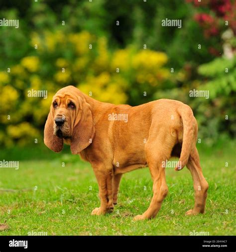 Red Bloodhound Puppies