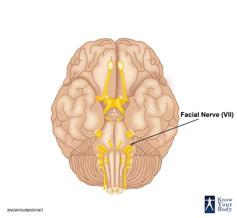 Facial Nerve (CN-7) - Branches, Innervation, Function and FAQs