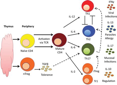 Current Hypothesis Of Cd4 T Lymphocyte Differentiation