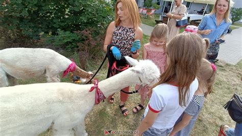 Piknik Smaki Natury I Zabawa Z Alpakami Zdj Cie