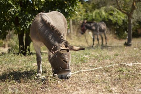 La Famille Haras Des Isles