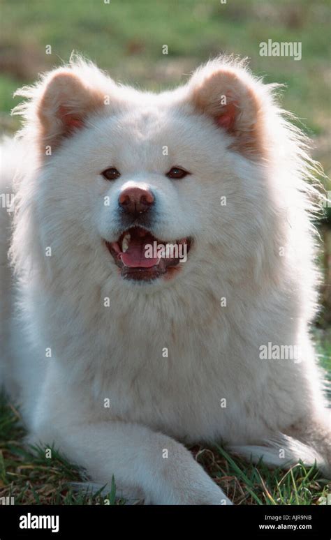 Akita Inu long haired Stock Photo - Alamy