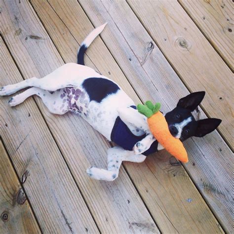 Roscoe The Rescue Puppy With His Carrot From Pupbox Barkpost