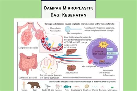 Jaga Lingkungan Hidup Kenali Bahaya Mikroplastik Bagi Kesehatan