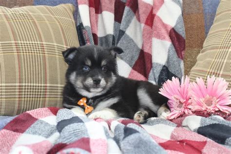 Pomsky Puppies For Sale In Virginia