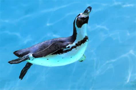 Penguin Under Water Stock Photography - Image: 3703222