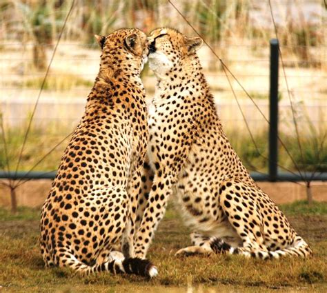 Kissing Cheetas Photograph By Apryl Le Fine Art America