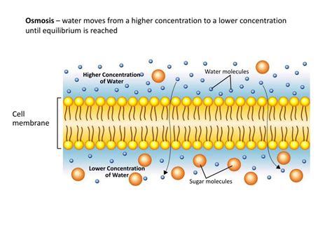 Ppt The Cell Membrane And Transport Across The Cell Membrane