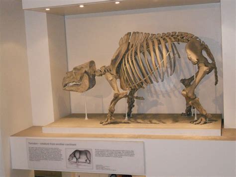 Toxodon Natural History Museum Bianca Bueno Flickr