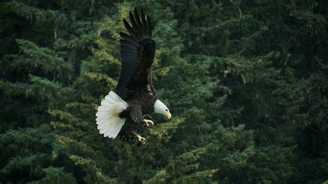 Bald Eagle Flying Across Green Trees · Free Stock Photo