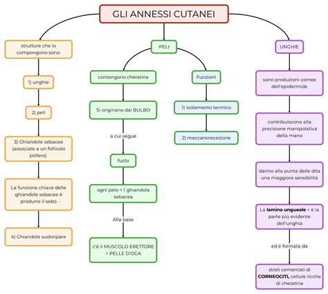 GLI ANNESSI CUTANEI Mappa E Riassunto