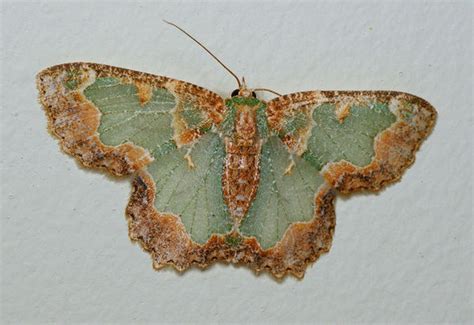 Bizarre Looper Moth Anisozyga Pieroides