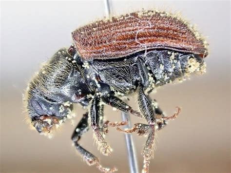 Spruce Beetle: Identification, Life Cycle, Facts & Pictures