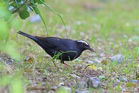 Wild bird archives舳倉島の野鳥マミジロ 季節の野鳥