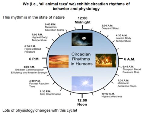 Circadian Rhythm Disorders Flashcards Quizlet