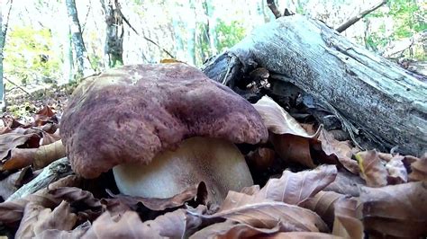 FUNGHI PORCINI OTTOBRE Nel Bosco Misto Castagno Faggio YouTube