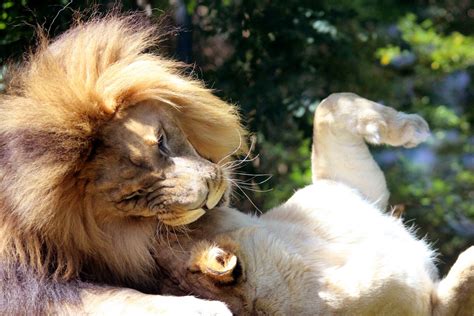 Lions Playing 2 Free Stock Photo - Public Domain Pictures