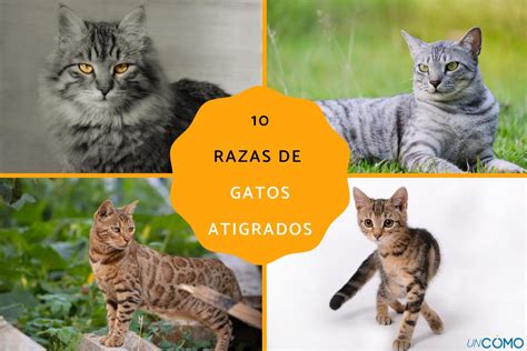 10 Razas De Gatos Atigrados ¡descubre Cuáles Son Y Todas Las Características De Estos Felinos