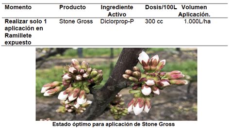 Floración Polinización y Cuaja para aumentar la retención de fruta