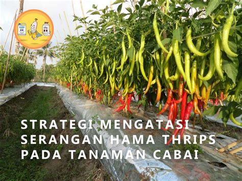 Strategi Mengatasi Serangan Hama Thrips Pada Tanaman Cabai Pt Panca