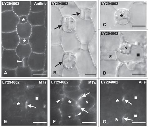 Protodermal Areas Of Seedlings Incubated With Ly294002 A And B