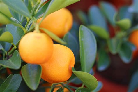 Fruits Tangerine Tree Orange Fruit Free Photo On Pixabay Pixabay