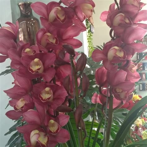 From Brazil : orchids