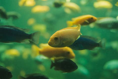 Aquatic Bliss: Yellow Lab Cichlid Tank Mates🌕🐠 | Fish Lab